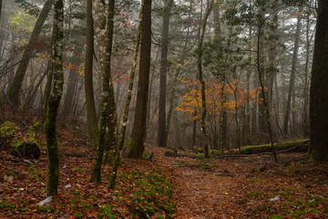 Obraz premium 霧と晩秋の森