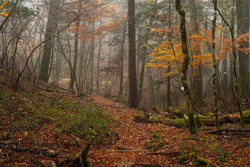 霧と晩秋の森