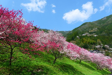 引地橋の花桃。仁淀川、高知、日本。３月下旬。