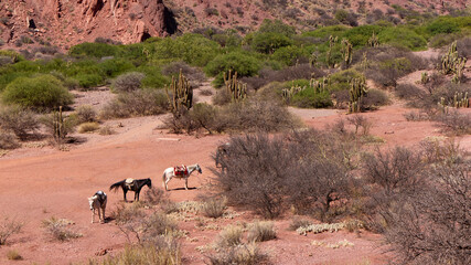 Fototapeta na wymiar Bolivia, Tupiza. Horses waiting for tourists at the Devil's Door. A landscape that looks like the Wild West. Tourist attraction with horse trips.