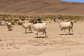 Free-grazing llamas on a plateau in the Andes, Bolivia