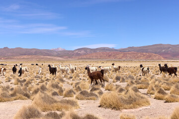 Fototapeta na wymiar Free-grazing llamas on a plateau in the Andes, Bolivia