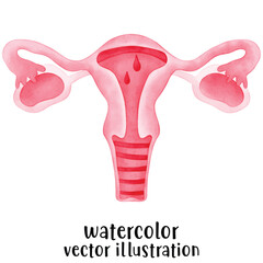menstrual, Period, Woman, watercolor, menstruation