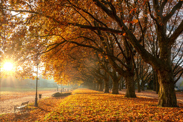Beautiful monumental avenue of old plane trees on a sunny autumn morning.Szczecin,Poland - obrazy, fototapety, plakaty