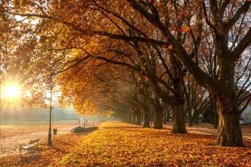 Fototapete Alte Flugzeuge Beautiful monumental avenue of old plane trees on a sunny autumn morning.Szczecin,Poland