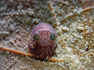 Berry`s Bobail Squid (Euprymna berryi)