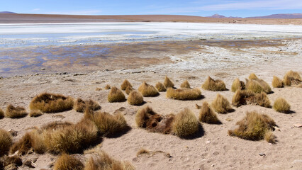 Bolivia, Laguna Kollpa in Avaroa National Park. A salt alkaline lake where flamingos feed. Paja...
