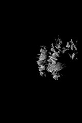 black and white artificial flowers  on dark background
