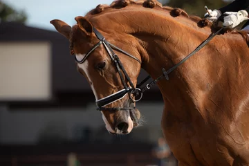 Fotobehang thoroughbred horse during a horse dressage competition © Rojo