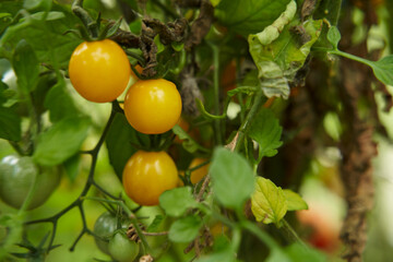 Yellow tomatoes on a branch in a greenhouse. Fresh waxes, healthy and proper nutrition.