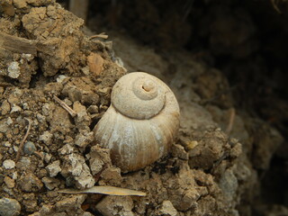 empty snail shell among the cracked dry soil