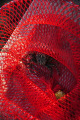 little crab in the red fishing net - obrazy, fototapety, plakaty