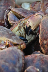crabs, crab fishing © Joanna SM