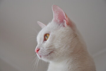 white cat and white background © Joanna SM