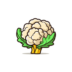 Cauliflower hand-drawn illustration. Cauliflower. Vector doodle style cartoon illustration