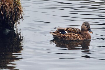 ducks swimming on the river © Joanna SM