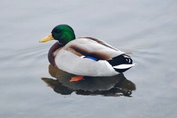 ducks swimming on the river