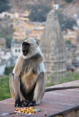 monkeys in Rajasthan, India © Joanna SM