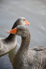 gray gooses, water background