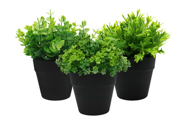 Three artificial houseplants on transparent background png 