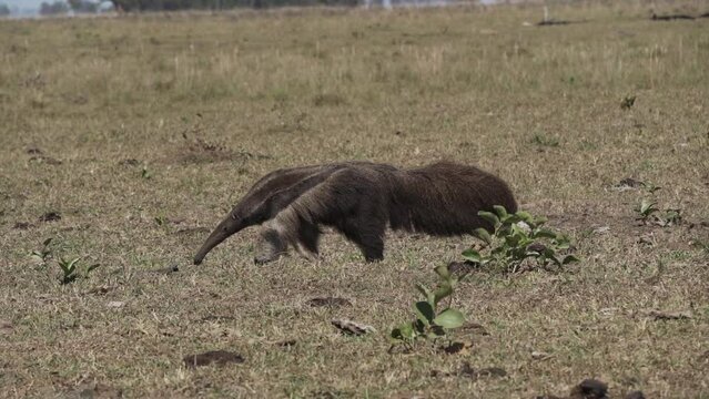 giant anteater walking over a meadow of a farm in the southern Pantanal. Myrmecophaga tridactyla, also ant bear, is an insectivorous mammal native to Central and South America.