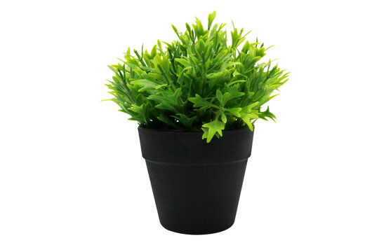 artificial potted plant hygrophila difformis on transparent background png