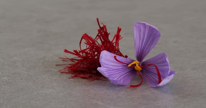 Dry saffron and a crocus flower on gray background. Close-up footage on the rotating table.