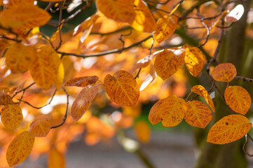 amelanchier lamarckii shadbush colorful autumnal shrub branches full of beautiful red orange yellow leaves