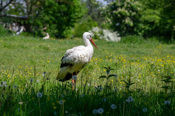 Large bird white stork ciconia hunting in the grass on the meadow with white and black plumage and red beaks and legs