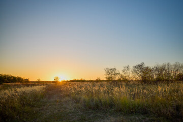 Fototapeta premium landscape with sunset over a field with wild grass. rural landscape.