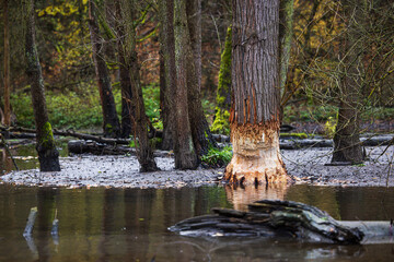 A beaver dam or beaver impoundment is a dam built by beavers to create a pond. Tree bitten by a...