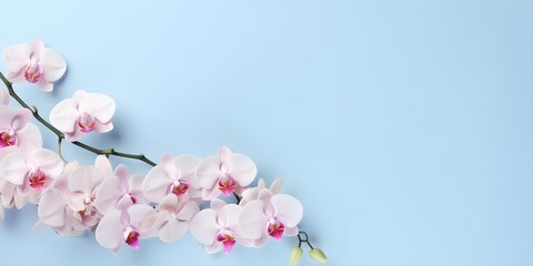 Orchid flowers on pastel background. Creative lifestyle, summer, spring concept. Copy Space. Generative AI