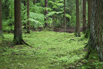 beautiful forest floor covered with moss in summer, lush green