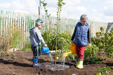 the brothers water a young tree with a watering can on an autumn day