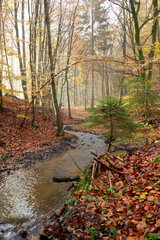 rippling stream in a fall colored forest