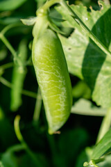 Peas in a garden home grown, spring, summer and autumn harvest