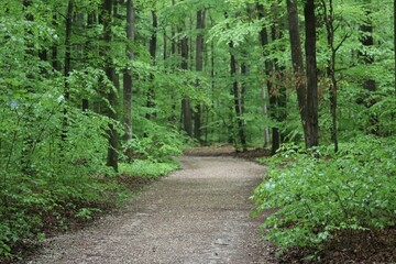 footpath in the woods