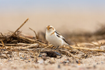 Male of the snow bunting (Plectrophenax nivalis) in winter plumage, a white passerine bird feeding on a beach
