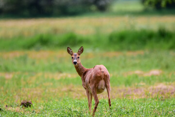 The roe deer (Capreolus capreolus) on a meadow