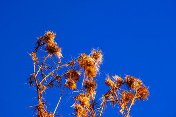 Wild and dry milk thistle in blue sky