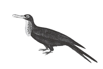 Obraz premium Frigatebird. Doodle sketch. Vintage vector illustration.