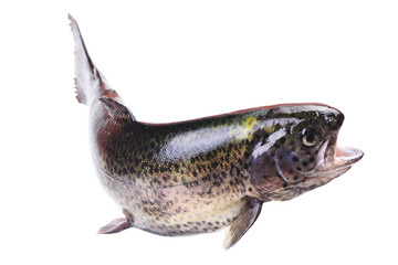 Fish trout isolated on white background