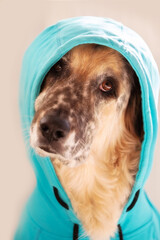 Funny big dog wearing bright blue hoodie sitting, face portrait close-up