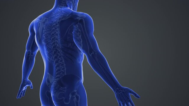 Medical animation with elbow joint pain