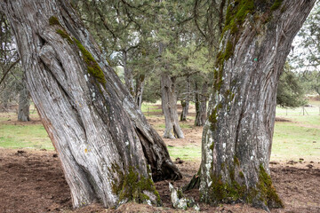 Sabinar de Calatañazor Nature Reserve, Soria (Spain)