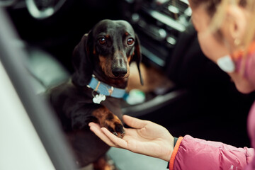 Portrait of a cute little dachshund breed dog, giving her paw to the owner.
