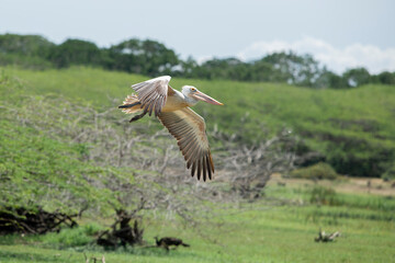 Pelecanus philippensis is a very large water bird species from the pelicans family. It spends its breeding season in southern Asia, from southern Pakistan through India to Indonesia.