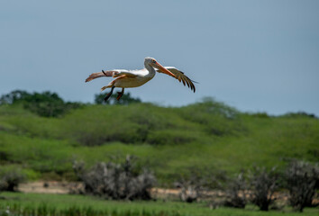 Pelecanus philippensis is a very large water bird species from the pelicans family. It spends its breeding season in southern Asia, from southern Pakistan through India to Indonesia.