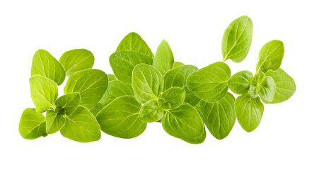 Branch of oregano spices herbs. Fresh spicy herb. Gardening farming, isolated. Green leaves food ingredient for cooking. PNG. - 680942821