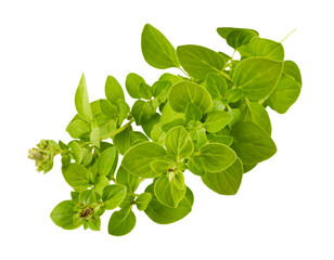 Branch of oregano spices herbs. Fresh spicy herb. Gardening farming, isolated. Green leaves food...